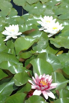 不出号码彩票关键词布局